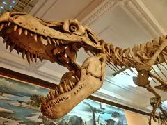 Szkielet tyranozaura w muzeum dinozaurów w Polsce. Potężna czaszka z ostrymi zębami i kręgosłupem budzą podziw.