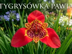 Tygrysówka pawia, z czerwonymi płatkami i cętkowanym wnętrzem, kwitnie wśród zieleni i innych barwnych kwiatów.