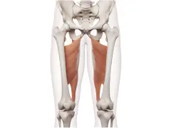 Muskler i insida lår, adductor magnus, som tränas med adductor maskin.