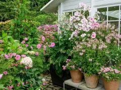 En lummig trädgård med många rosa blommor i krukor och rabatter. En stor blomstermorot i kruka dominerar vid ett vitt växthus.