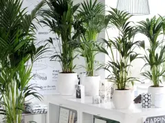 Kilka bujnych palm w białych donicach, idealna ziemia do palmy zapewni im zdrowy wzrost.