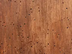 Superficie de madera con múltiples agujeros, evidencia de un animal que come madera.