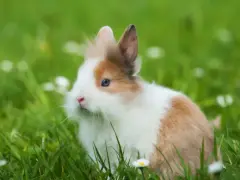 Ile kosztuje królik w sklepie zoologicznym? Ceny, które musisz znać