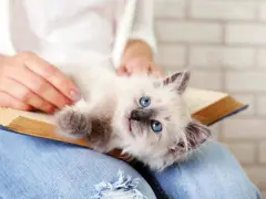 Kot przytulanka jaka rasa - odkryj najbardziej kochające rasy kotów