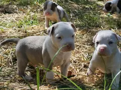 Quatre adorables chiots Staffordshire Bull Terrier explorent l'herbe sèche.