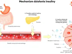 Po jedzeniu rośnie cukier we krwi. Insulina, jak klucz, otwiera transporter glukozy w komórkach.