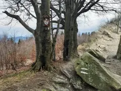 Kapliczka na drzewie wita wędrowców na najładniejszym szlaku na Leskowiec. Kamienie i korzenie tworzą malowniczą ścieżkę.