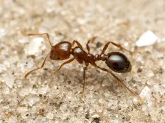Una hormiga roja pequeña, con su cuerpo segmentado y patas finas, camina sobre la arena granulada.