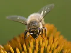 Eine Biene sammelt Nektar auf einer Blüte. Dieser Nektar wird zu honig gesund, einem wertvollen Naturprodukt.