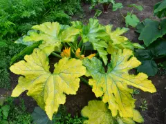 Foglie di zucchine ingiallite e macchiate, sintomo di peronospora. Fiori gialli spuntano tra le foglie malate.