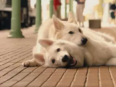 Dwa białe psy leżą na drewnianej podłodze, wyglądają jak bohaterowie filmów o psach dla dzieci.