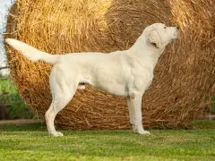 Biały labrador stoi przed belą siana. Dorosły labrador waży zazwyczaj od 25 do 36 kg.