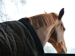 Un cheval brun, portant une couverture, regarde dehors. Son regard mélancolique pourrait évoquer la **dépression du cheval symptômes**.