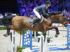 Cavalier et cheval brun en plein saut d'obstacles lors d'un événement CSI 5*.