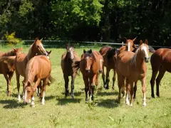 Un troupeau de chevaux bruns dans un pré verdoyant, profitant d'une retraite paisible.