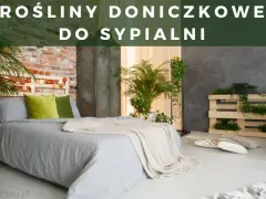 Czy skrzydłokwiat może stać w sypialni? Odkryj jego zalety i zagrożenia