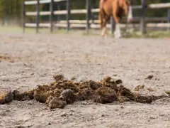 Un tas de crottin de cheval sur le sol sablonneux d'une carrière, avec un cheval en arrière-plan.