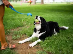 Pies rasy Bernese Mountain Dog z piłką w pysku leży na trawie, czekając na rzut. To świetny moment, by nauczyć psa aportować!