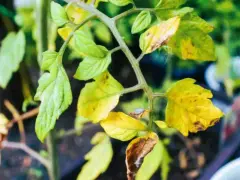 Foglie gialle sui pomodori, segno di stress o carenza. Alcune foglie mostrano macchie marroni.
