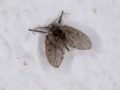 Mały, włochaty owad, przypominający ćmianki, siedzi na białej, chropowatej powierzchni.