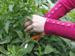 Hände in einem pinken Pullover mit Knöpfen schneiden mit einer orangefarbenen Schere frische Minze für einen Tee.