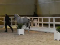 Un homme en noir mène un cheval gris dans une carrière. Le cheval a des testicules de cheval bien visibles.