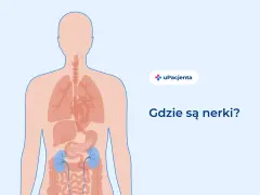 Ilustracja pokazuje ludzkie ciało z zaznaczonymi narządami wewnętrznymi. Dwa niebieskie organy, umiejscowione w dolnej części pleców, to nerki. Pytanie "Gdzie są nerki?" sugeruje, że ten obszar może boleć.