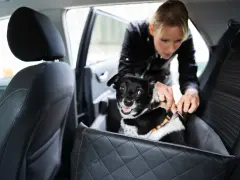Mały, czarno-biały piesek w specjalnym foteliku w samochodzie, przygotowywany do podróży przez właścicielkę.