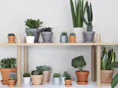En samling suckulenter och kaktusar på en hylla, en perfekt succulent sorter för hemmet.