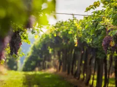 Grappoli d'uva rossa pendono dai tralci verdi, illuminati dal sole. Un invito a percorrere le strade del vino toscana.