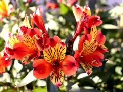 En kruka med lysande alstroemeria i nyanser av orange och rött, med mörka streck på kronbladen.