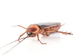 Una ninfa cucaracha alemana, con sus antenas largas y patas espinosas, se arrastra sobre un fondo blanco.