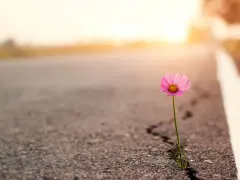 Ein zartes rosa Blümchen kämpft sich durch einen Riss im Asphalt. Ein Symbol der Hoffnung auf steinigen Wegen, das im warmen Abendlicht erstrahlt.