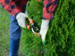 Mit einer Gartenschere wird eine grüne Hecke geschnitten. Die Person trägt Handschuhe und ein kariertes Hemd.