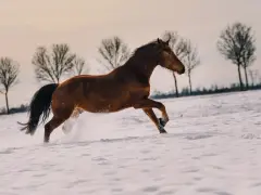 Un magnifique cheval franche montagne galope dans la neige, soulevant des éclaboussures blanches. Les arbres dénudés se dressent en arrière-plan.