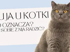 Jak długo kotka ma ruje? Poznaj tajemnice rui i jej trwania