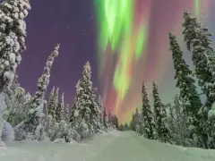 Snötäckta träd kantar en vinterväg under ett magiskt norrsken.