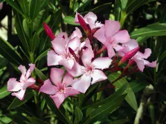En klase ljusrosa nerium oleander-blommor med mörkgröna blad. Några knoppar är fortfarande stängda.