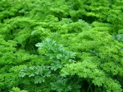 Un campo rigoglioso di prezzemolo riccio, perfetto per quando si semina il prezzemolo e si desidera un raccolto abbondante.