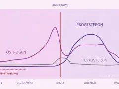 Graf över hormonnivåer under menstruationscykeln. Lågt progesteron kan ge symptom vid klimakteriet.