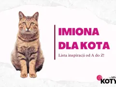 Uroczy kot siedzi obok napisu "Imiona dla kota". Znajdź idealne imię dla swojego pupila!