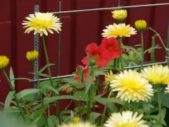 Gula blommor med röda blommor i bakgrunden. En fin påminnelse om att odla krasse hemma för att få in lite färg i vardagen.