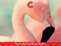 Flamencos rosados con un toque de colores pastel. El diseño gráfico resalta la suavidad de estos tonos.