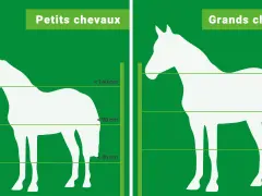 Comparaison de la hauteur cloture chevaux : petits et grands chevaux, avec indications de tailles.