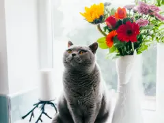En grå katt sitter vid ett fönster bredvid en vas med blommor. En gullranka katt som spanar ut.