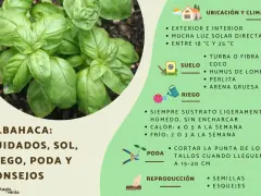 Albahaca: cuidados, sol, riego y poda. Consejos para cultivar esta hierba aromática en casa.