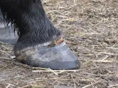 Gros plan sur le pied d'un cheval noir, montrant une blessure suintante près du sabot, suggérant un abcès au pied du cheval.