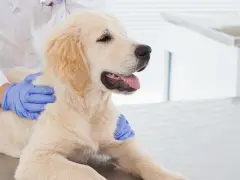 Giardia beim Hund: Symptome erkennen und rechtzeitig handeln