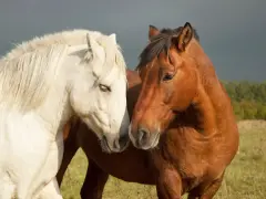 Deux chevaux, un blanc et un bai, se rapprochent tendrement dans un pré.