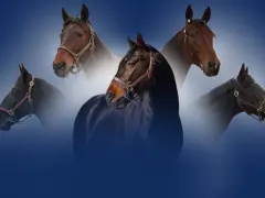 Cinq têtes de chevaux, dont un magnifique etalon cheval noir au premier plan, se détachent sur un fond bleu dégradé.